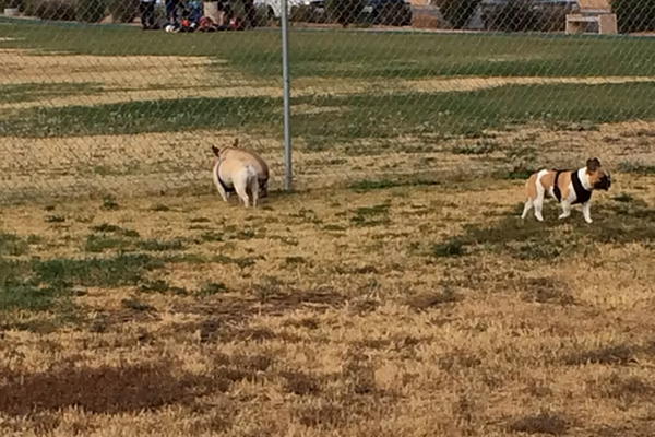 Brown Memorial Dog Park photo 2